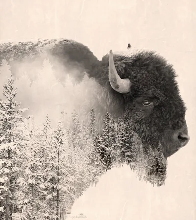 Bison in the snow
